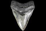 Huge, Fossil Megalodon Tooth - Georgia #84135-1